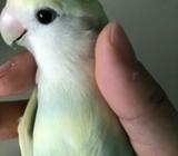 4-5mths old 4pair of lovebirds
