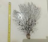 Seafan for Opae Ula decoration
