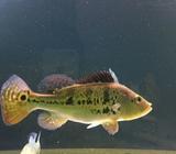 2 Kelberi peacock bass 10 inches