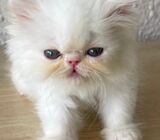 ⭐️ Exotic Flat Face Kitten – Full White Female ⭐️