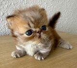 Exotic Munchkin Napoleon