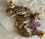 Bengal Kittens available