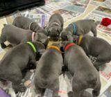 French Bulldog puppies