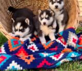 Siberian husky puppies