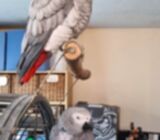 Hand Tame African Grey parrot