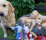 Golden Retriever puppies