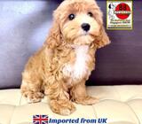 Mini Maltipoo for Sale 88 Euro Pets Call 81352277 (UK Imports)