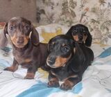 Dachshund Puppies available for a new home.