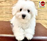 Bichon Frise for Sale 88 Euro Pets (Imported from UK) Call 81352277