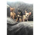 Cute Chihuahua puppies