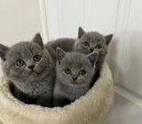 blue britsh short hair kittens for-sale