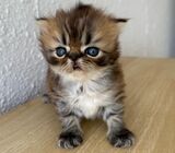 Exotic Flatface Persian