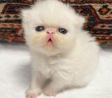 Exotic Flatface Persian