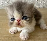 ⭐️ Munchkin Kitten With Unique Exotic Flat Face ⭐️