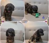 Merle Cockerpoo Male Puppy For Sale Singapore, Tian Chai Petshop, TOP Facebook Reviews 877