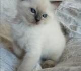 Ragdoll 12 weeks old kittens (2 males 1 female)