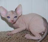 Reg Male and female Sphynx Kitties