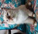 Ragdoll Kittens for Sale