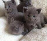 Playful Russian Blue Kittens