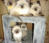 Beautiful & Healthy Ragdoll Kittens ready for a new home