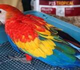 Macaw parrot s for sale