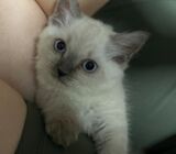 ragdoll kitten for adoption