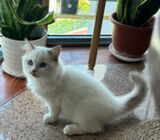 Adorable Purebreed Ragdolls