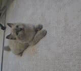 Ragdoll BLH Kitten