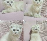Ragdoll scottish fold kitten