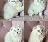 Ragdoll scottish fold kitten