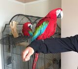 Greenwing Macaw Parrots Available.
