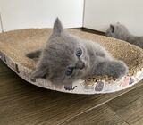 Munchkin Kitten