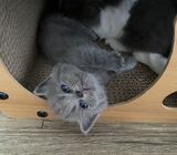 British shorthair Munchkin Kitten