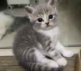 Non Standard Munchkin Kitten