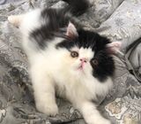 Beautiful kitten is looking for a new home