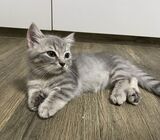 BSH Munchkin Kitten
