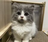 Munchkin Kitten