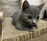 Blue BSH Munchkin