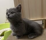 Blue BSH Munchkin