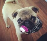 Pug puppy is looking for his future home!