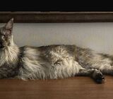 Pure Russian Mainecoon
