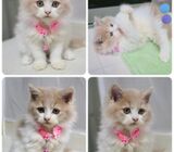 Ragamuffin Kitten