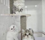 short leg munchkin  and british long hair kitten