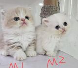 short leg munchkin and normal leg kittens