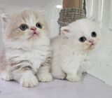 short leg munchkin and british long hair kittens