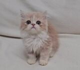 short leg munchkin kittens looking for new home