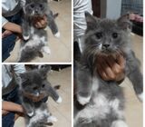 Ragamuffin ragdoll kitten