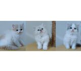 Persian Kittens