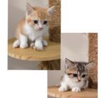 Ragamuffin x Golden BSH Kittens