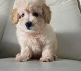 2 Months old Female Maltipoo with short tail looking for home